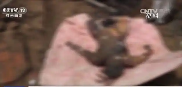 根据法医现场勘察,死者已经高度腐败呈巨人观.