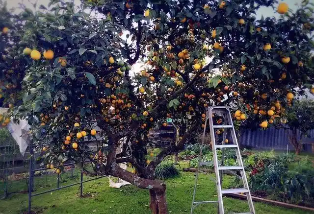 有院子养果树太享受了树大遮阴还能结果吃的真尽兴