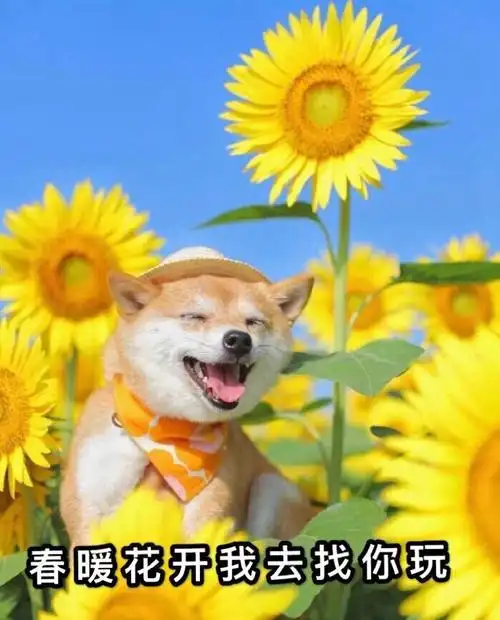 萌宠gif汪星人gif春暖花开我去找你玩gif阳光明媚gif活泼gif可爱gif