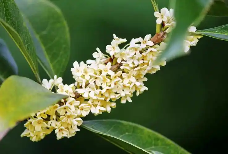 江南桂花香配乐为本人演唱的《江南桂花香》