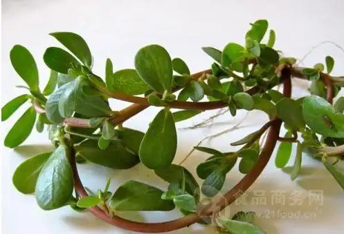 马齿苋提取物 药食同源产品