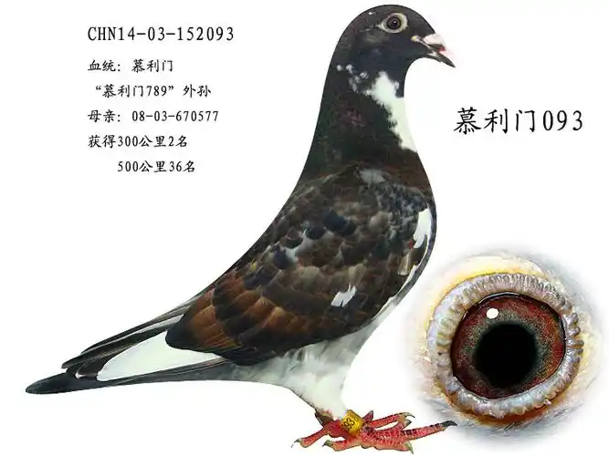 慕利门093 保证金级 拍卖