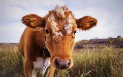 可爱的牛摄影高清图片壁纸2