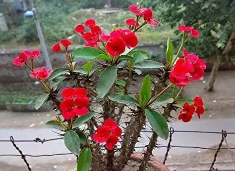 【诗书花苑】16刺梅花