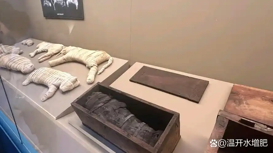 说句不合时宜的话……猫怎么被做成木乃伊都这么可爱[左捂脸]