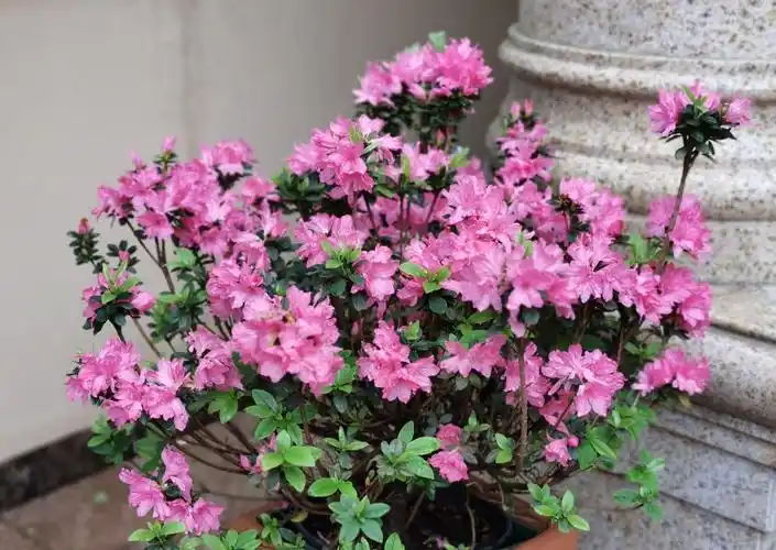 杜鹃花介绍(杜鹃花新品种—安酷杜鹃,皮实好养,花期延绵三季,南北方都