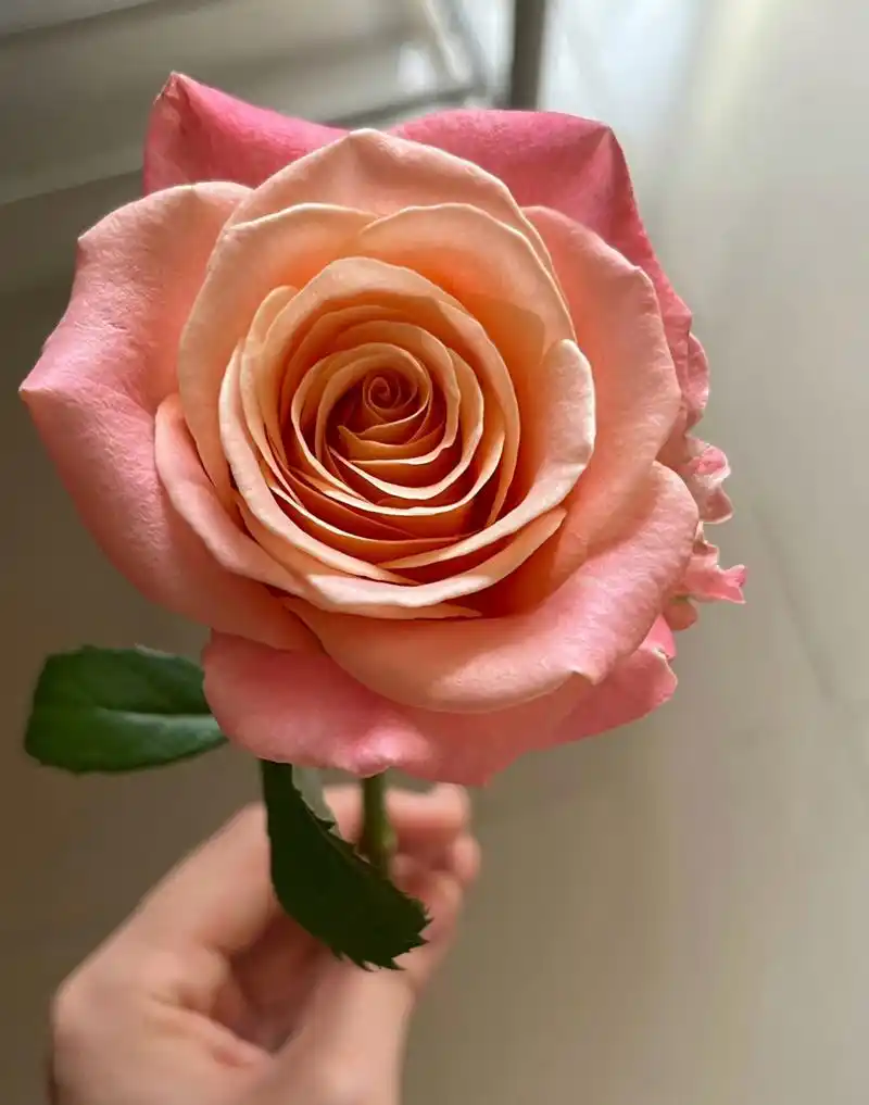 今日鲜切花:猪小姐玫瑰 真是开放度超高的玫瑰了,遇水即炸,花瓣厚实