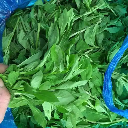 新鲜蔬菜枸杞叶苟杞叶野生枸杞头嫩芽春季新品 农家野菜