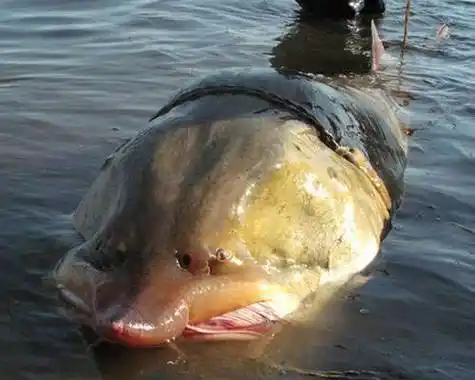 请问世界上最大的淡水鱼是多大,有图吗.