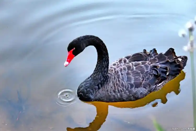 昨天下午在花山迷窟,拍摄了一组黑天鹅图,与大家分享