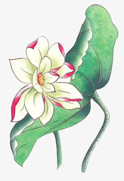 彩绘荷花荷叶矢量素材