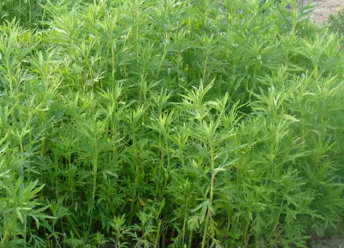 水蒿「水蒿是什么」