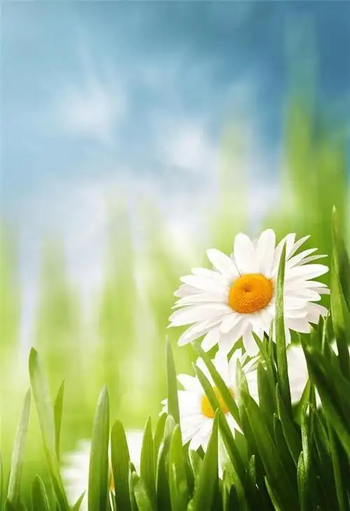 阳光下的大雏菊唯美风景图片