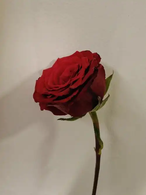 春天的第一朵花是女神节收到的玫瑰花