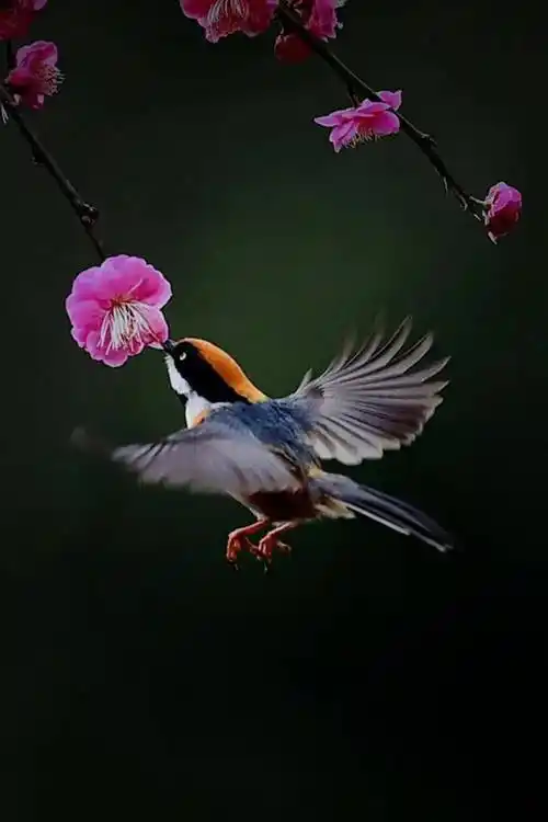 鸟语花香图欣赏