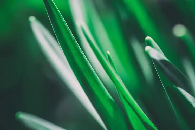 green,grass,壁纸,高清壁纸艺术&设计,摄影,自然,植物,宏,景深