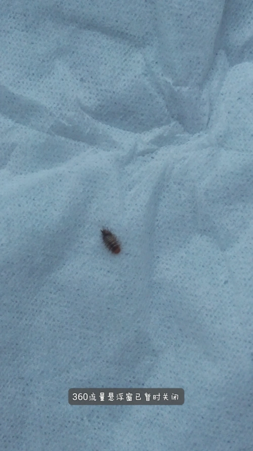 床上出现了一个小虫子,很小一个,头部是红红的,身体黑色的,全身有稀