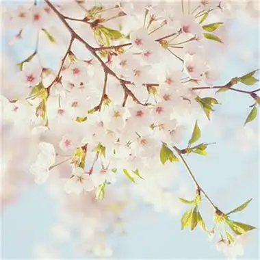 春意盎然的头像109张 唯美高清好看适合春天的头像图片_风景头像_头像