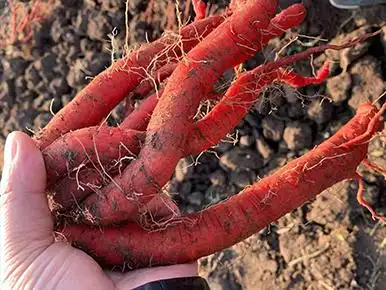 胶州恒贸丹参鲜货