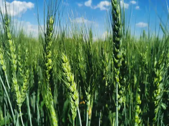 做一根金色的麦穗(上) - 美篇