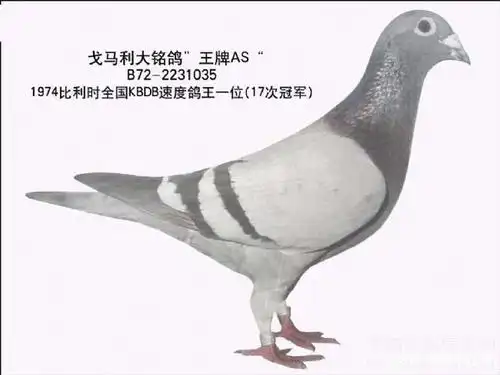 两次成功的赛鸽投资,戈马力屹立鸽坛50多年不败!