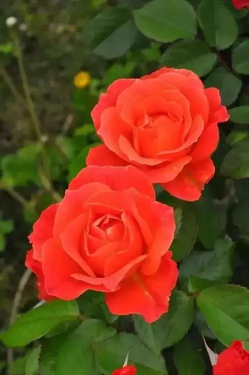 这么美的花,是谁拍的,美艳绝伦,打开接好运了!