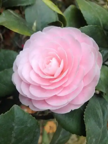 各位这是什么品种茶花啊