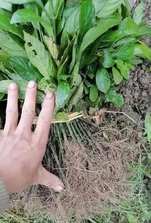 优质南板蓝根苗出售,有需要的请联系