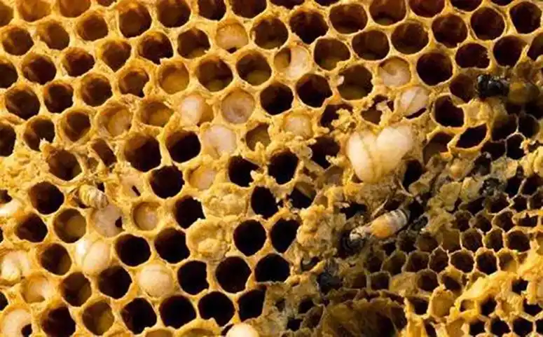 养蜂巢虫防治新技术