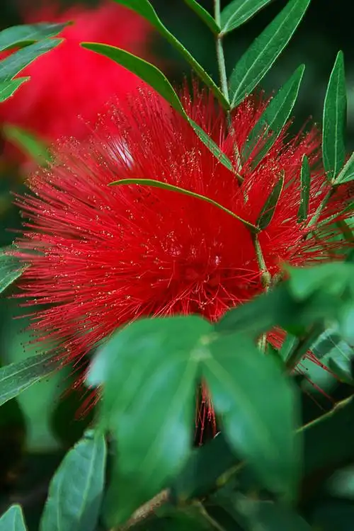 很好看的球形红花