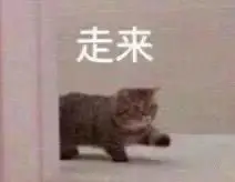 你们要的猫猫走来走去表情包