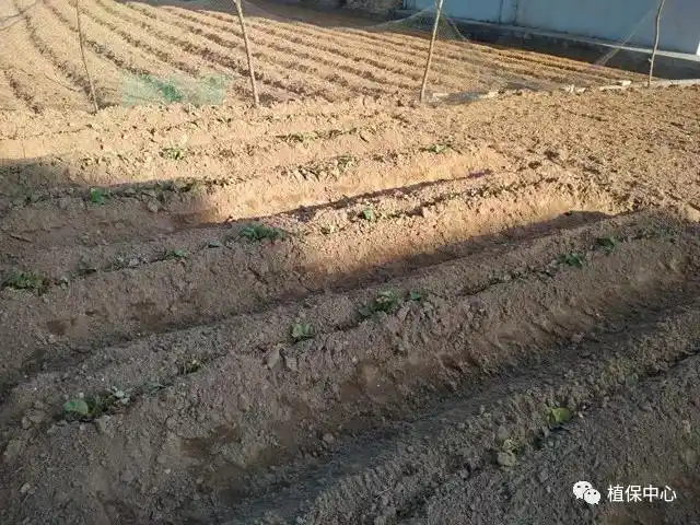 红薯不结薯,是这4点没做好,高垄深沟是关键
