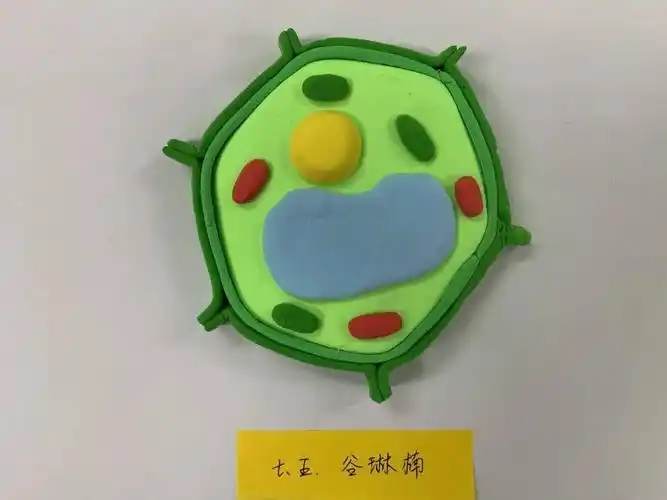 手塑物之细,笔绘微末胞——记天津一中七年级动植物细胞模型制作实践