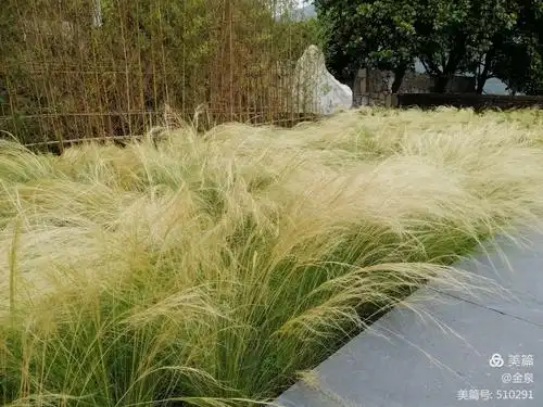 针茅,别名锥子草.