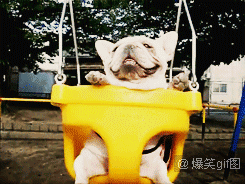 汪星人卖萌微笑荡秋千gif动图_动态图_表情包下载_soogif