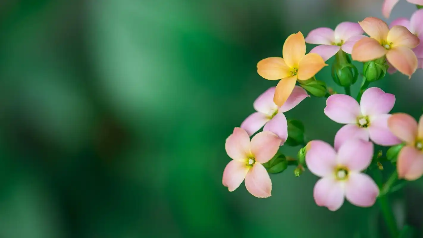小清新花朵微距摄影壁纸_娇嫩好看的花儿