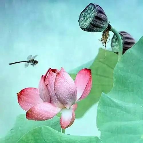 佛系图片头像禅意荷花