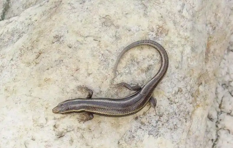 未成年(上)及成年(下)的黄纹石龙子.图片:周正彦