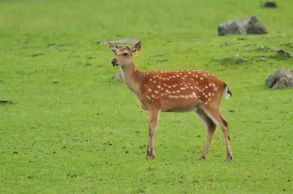 小动物的尾巴有什么用盘点动物尾巴的十大作用