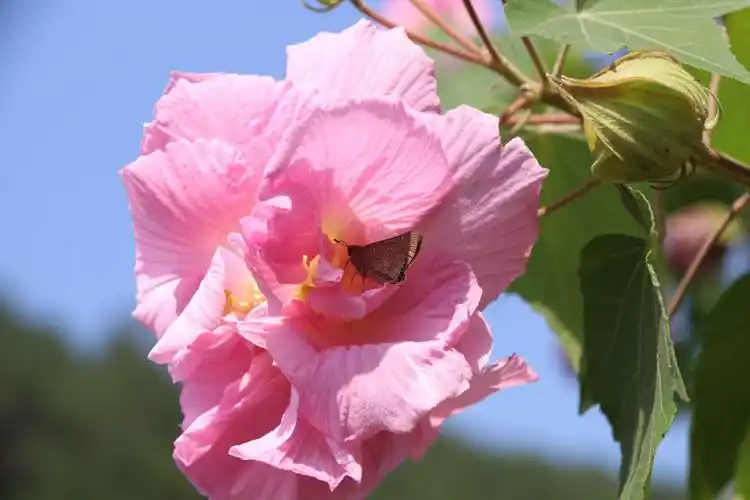 思念:秋天里的芙蓉花