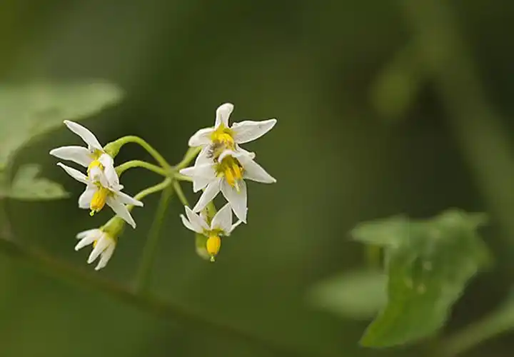 【野生龙葵小花美】 第 8 幅查看大图曝光:1/200 sec光圈:f5快门:1