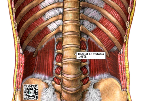 第二节腰椎在哪里