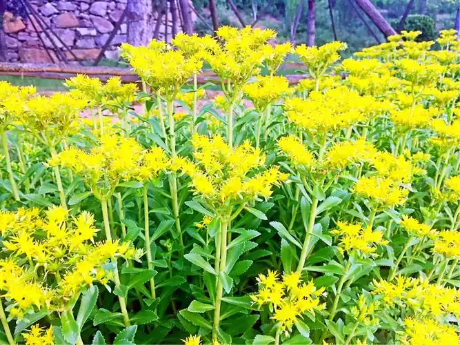 花花世界(123)——-景天三七