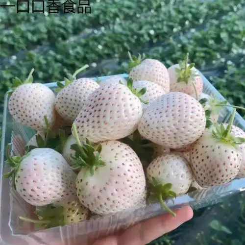 新疆草莓价格