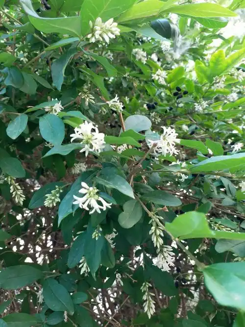 【原创摄影】辽东水蜡树,好奇怪的名字