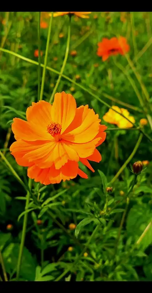 黄波斯菊——永远快乐.