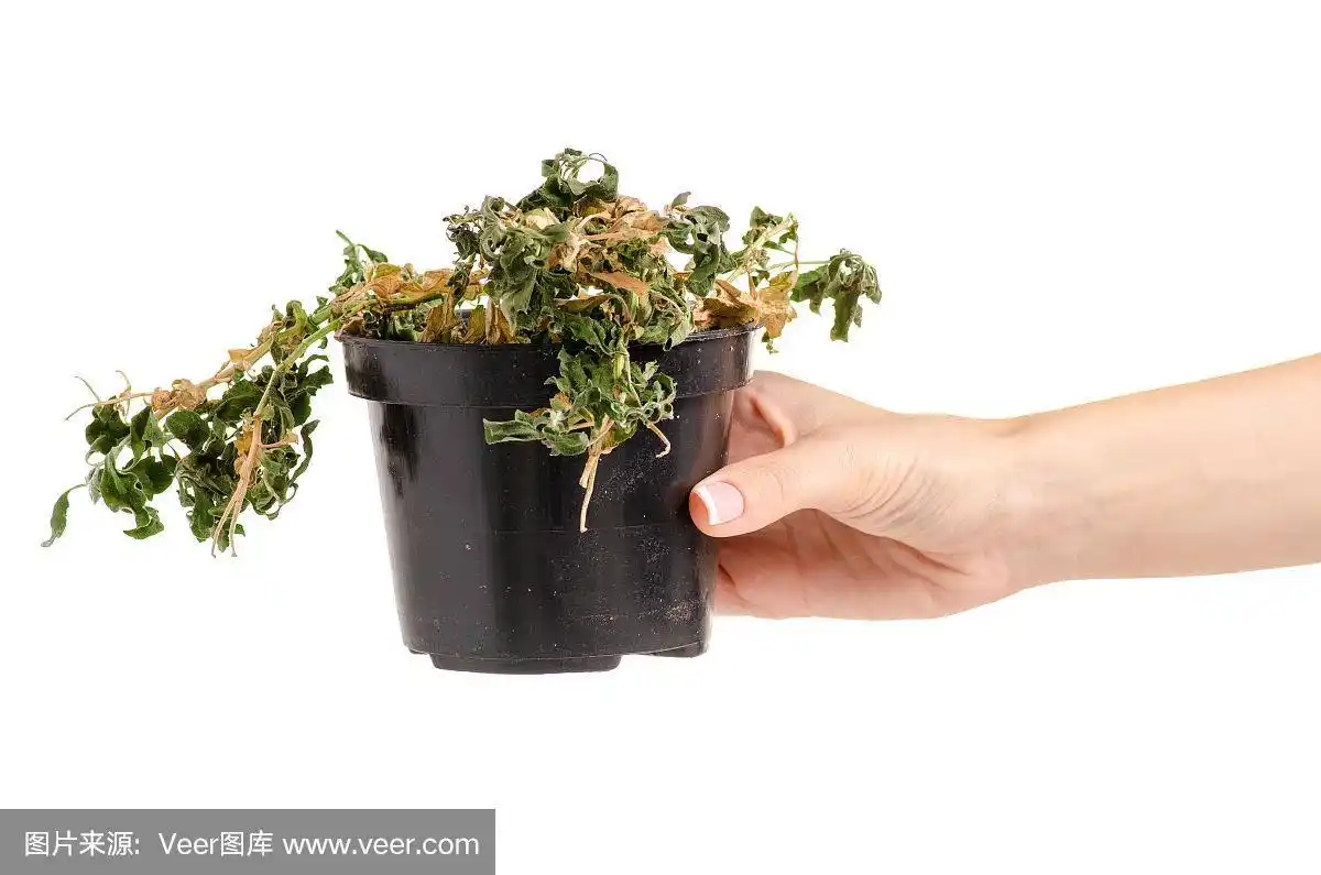 手里拿着一盆干枯的植物