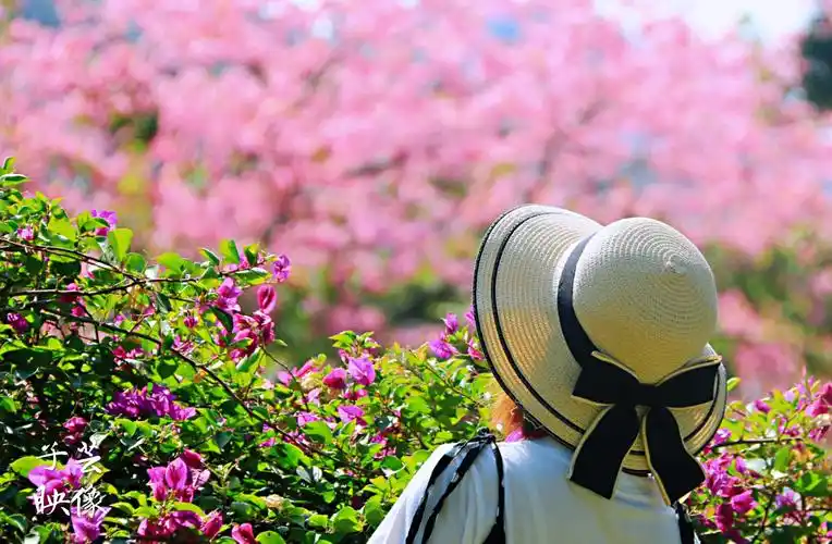 心有阳光,一路芬芳!