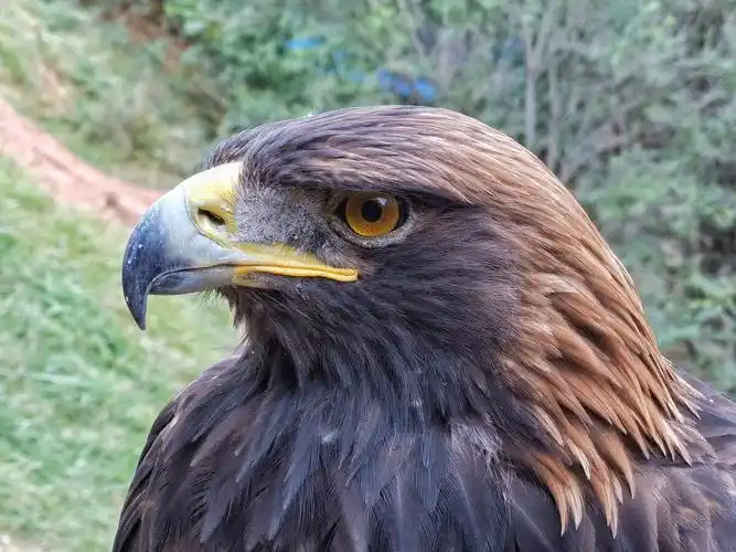 一只鹰,犀利的眼神