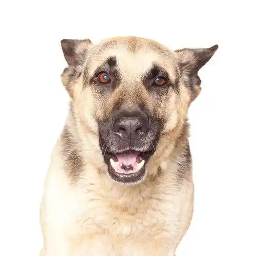 头像,阿尔萨斯狼狗,狗